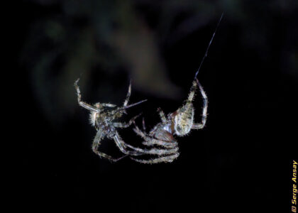 But then, the female made a sudden move which scared him away. Note that these pictures were really taken in the sequence shown. araneus diadematus spiders mating