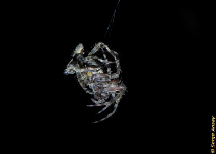 This picture was taken 3 minutes after the previous one. Now they are really in a tight embrace, something which I had never imagined possible with such creatures. araneus diadematus spiders mating