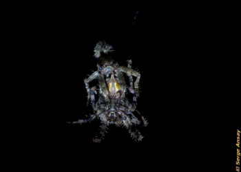 A very detailed view of the action. I must tell you I am not sure of what some of the details were. I added a detail description of what happens at that moment in the post. I included the link to the original Britannica article. araneus diadematus spiders mating