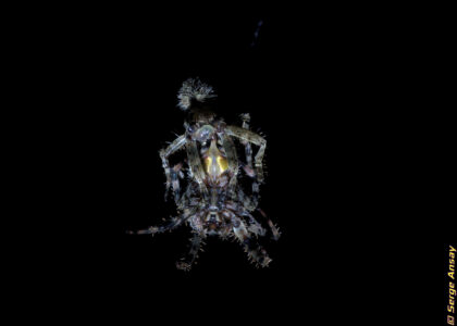 A very detailed view of the action. I must tell you I am not sure of what some of the details were. I added a detail description of what happens at that moment in the post. I included the link to the original Britannica article. araneus diadematus spiders mating