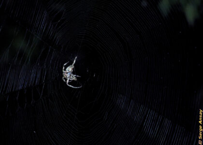 The female is back in the center of her web. Before I came upon that scene, she did make her move by getting off her web. They mated away from it. I suppose the male knew that he is not allowed on it. araneus diadematus spiders mating