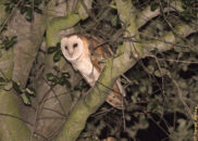 This is a common barn owl, a nocturnal bird. It hunts at night, catching mice, young rabbits, shrews. It might occasionally eat small birds, lizards, frogs, and insects. barn owl