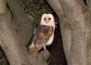 The barn owl has extremely sensitive hearing, which allows to catch its prey in, what you and I would call, total darkness. barn owl