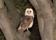 The barn owl has extremely sensitive hearing, which allows to catch its prey in, what you and I would call, total darkness. barn owl