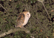 Note the absence of neck and ears. This bird flies in total silence. The prey will never hear it, only see it, if there is any light at all, suddenly appear out of nowhere. By then it will be too late. barn owl