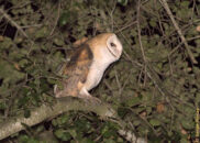 In the previous picture the owl retracted its neck. Now she is extending it. barn owl