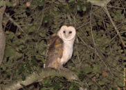 That was the last shot, before she flew away, probably thinking, " What on Earth is going on with this bright light? I got better things to do, like get some dinner, it's late. Bye!!" barn owl