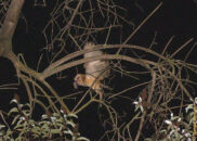 I was amazed by what I saw that night. But to this owl, it's just a night as usual. Hunt and eat. barn owl caught a mouse