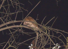 She put down the mouse on the branch and clamped it down with the right claw, while holding onto the branch with the left barn owl eating a mouse