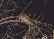 She put down the mouse on the branch and clamped it down with the right claw, while holding onto the branch with the left barn owl eating a mouse