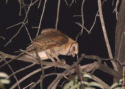 Now she can go ahead and start eating. Next pics are pretty gory, so you might want to stop here if you don't like that kind of graphic details. barn owl eating a mouse