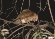 She's starting to rip off the flesh barn owl eating a mouse