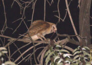 It looks like she ripped off some entrails. barn owl eating a mouse