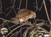 This barn owl didn't go hungry that night. But the life of a barn owl is not easy. Some article set their average lifespan to only 4 years. barn owl eating a mouse