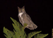 Great horned owl - portrait 1 of 4 great horned owl