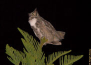 Great horned owl - portrait 2 of 4 Great horned owl