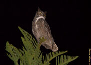 Great horned owl - portrait 3 of 4 Great horned owl