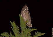 Great horned owl - portrait 4 of 4 Great horned owl