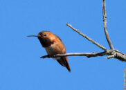Allen's hummingbird - 1 of 4 Allen's hummingbird