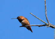 Allen's hummingbird - 2 of 4 Allen's hummingbird