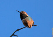 Allen's hummingbird - 4 of 4 Allen's hummingbird