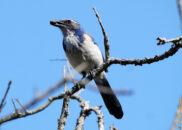 California scrub jay - 1 of 4 California scrub jay