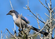 California scrub jay - 2 of 4 California scrub jay