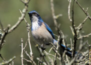 California scrub jay - 3 of 4 California scrub jay