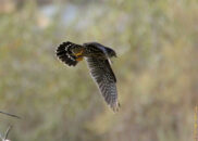 Peregrine falcon Peregrine falcon in flight