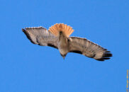 Red tail hawk Red tail hawk in flight