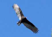 Turkey vulture Turkey vulture in flight