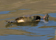 Red-eared slider turtle - 1 of 7 red-eared slider turtle