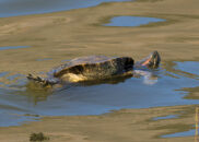 Red-eared slider turtle - 2 of 7 Red-eared slider turtle