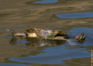 Red-eared slider turtle - 3 of 7 Red-eared slider turtle