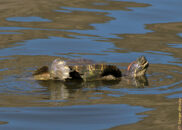 Red-eared slider turtle - 4 of 7 Red-eared slider turtle