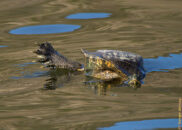 Red-eared slider turtle - 5 of 7 Red-eared slider turtle