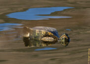 Red-eared slider turtle - 6 of 7 Red-eared slider turtle