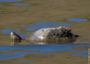 Red-eared slider turtle - 7 of 7 Red-eared slider turtle