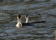 Grebe 1: "And I intend to eat it whole."
Grebe 2: "How about sharing?" Grebe caught a fish
