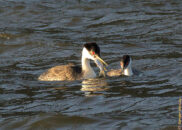 Grebe 1: "Nope, I caught it, go get your own!"
Grebe 2: "That's not nice... I am leaving!" Grebe caught a fish