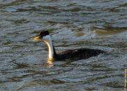 OK, he's gone... now let's see how we going to do this? grebe trying to swallow a fish