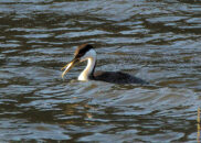 Alright, let's try this again Grebe eating fish