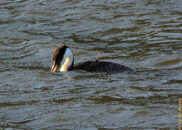 Hahh not again!? You are not running away from me! grebe eating fish