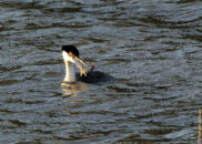 Look, I know what you are thinking, "no way you can swallow this" right? grebe eating fish