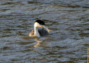 And, here we go... I know I can do this! grebe eating fish