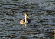 Grrr... get in now! grebe eating fish