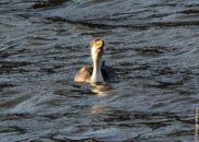Gulp!! grebe eating fish