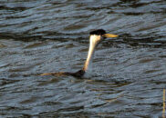 Yesss!! grebe eating fish