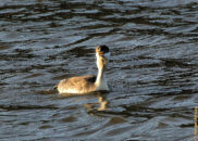 What? You've never seen a grebe swallowing a fish?