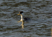 OK, job done! :-D
... onto the next! grebe eating fish